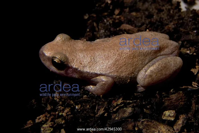 : Desert Tree Frog : Desert Tree Frog