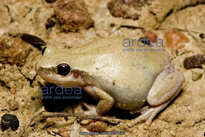 : Desert tree frog : Desert tree frog