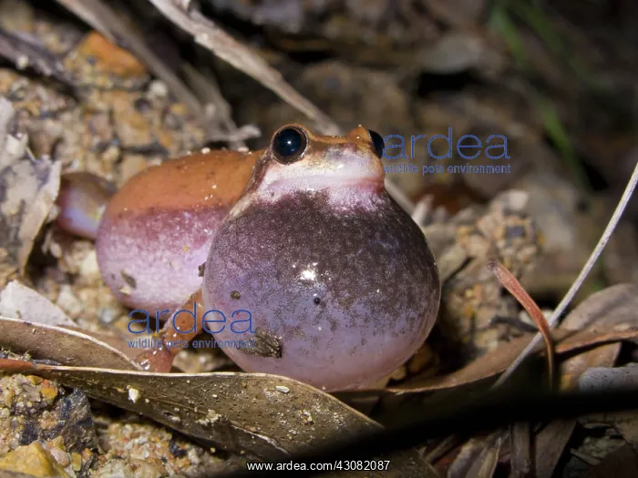 : Desert Tree Frog : Desert Tree Frog