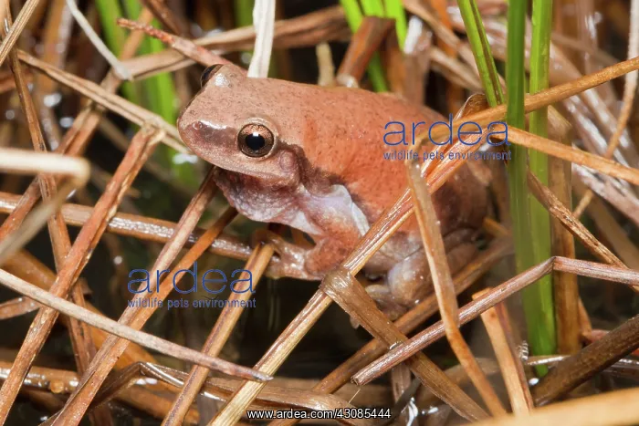 : Desert Tree-frog : Desert Tree-frog