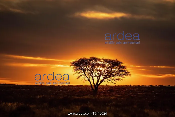 : Desert with tree at sunset, near Kimberley, South : Desert with tree at sunset, near Kimberley, South