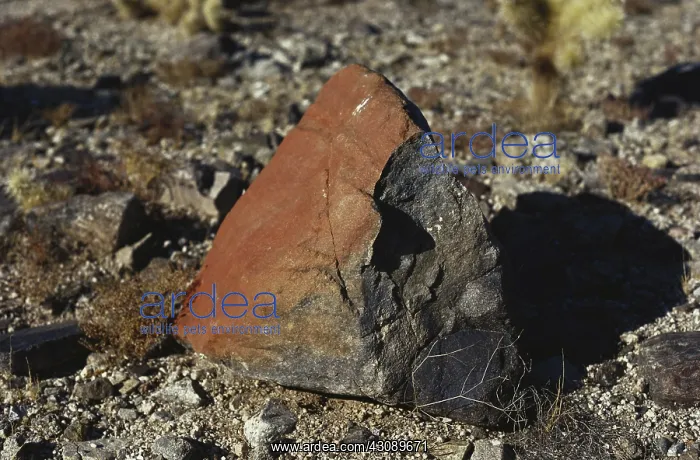 : Desert Varnish : Desert Varnish