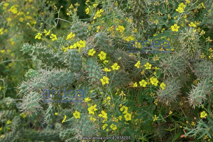 : Desert Vine - with Fishhook Barrel Cactus (Ferocactus : Desert Vine - with Fishhook Barrel Cactus (Ferocactus