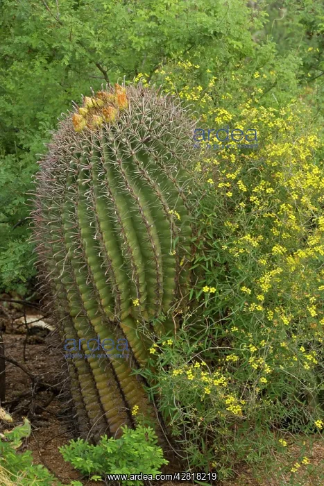 : Desert Vine - with Fishhook Barrel Cactus (Ferocactus : Desert Vine - with Fishhook Barrel Cactus (Ferocactus