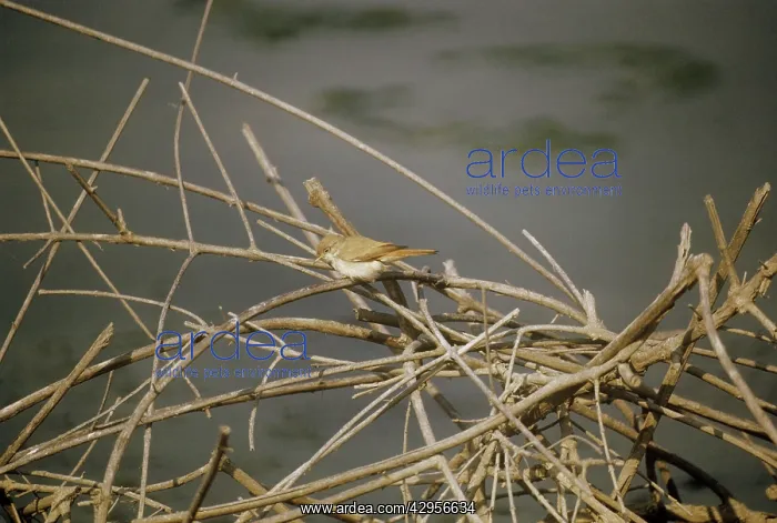 : Desert Warbler - resting at the top of a dead treeSS : Desert Warbler - resting at the top of a dead treeSS