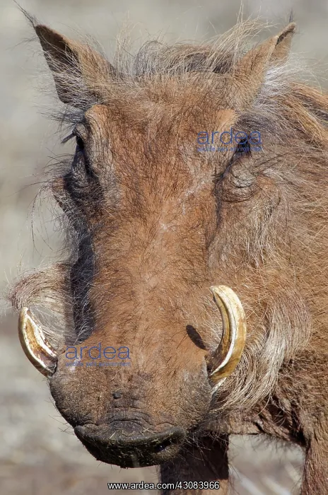 : Desert Warthog : Desert Warthog