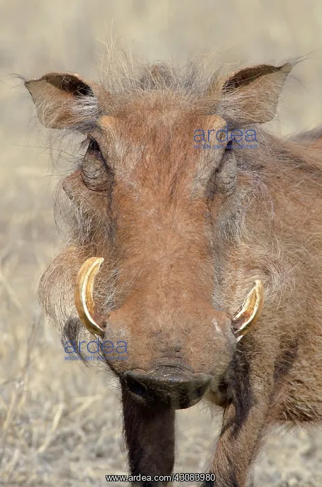 : Desert Warthog : Desert Warthog