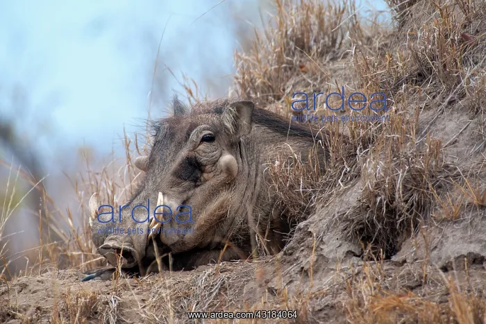  : Desert Warthog