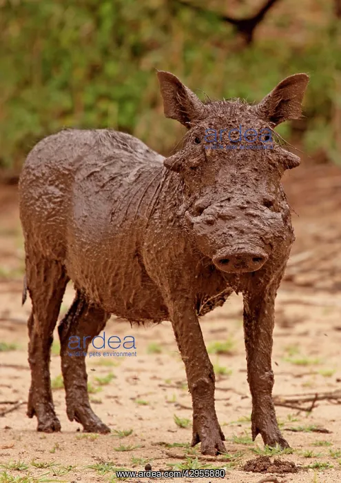 : Desert Warthog - in mud : Desert Warthog - in mud