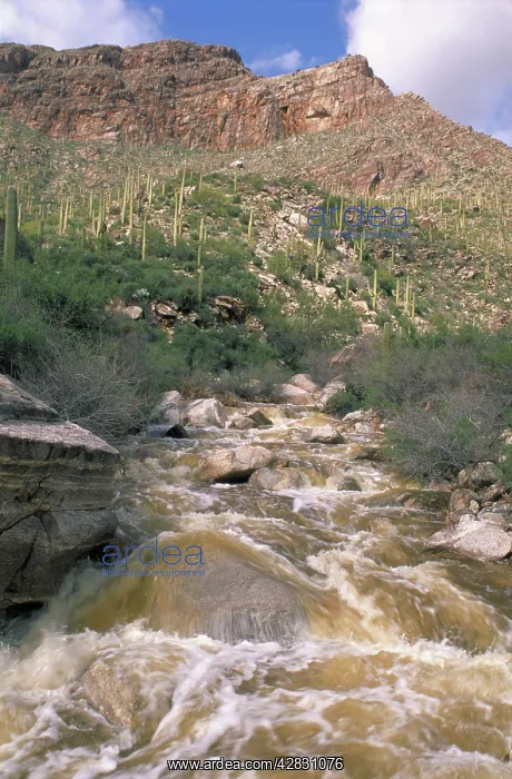  : Desert wash flooding near Tucson, Arizona, USA