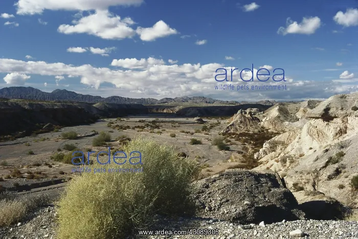 : Desert Wash in Nevada : Desert Wash in Nevada