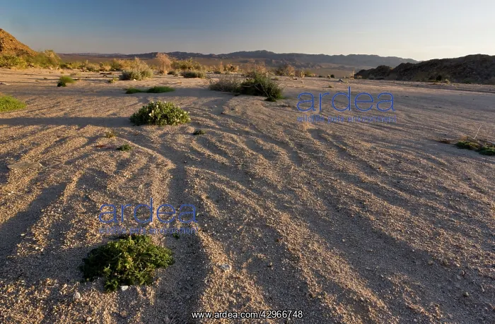 : A desert wash with Sand blazing star - Sylvia's : A desert wash with Sand blazing star - Sylvia's