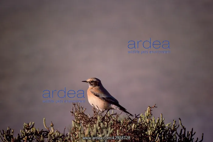 : DESERT WHEATEAR : DESERT WHEATEAR