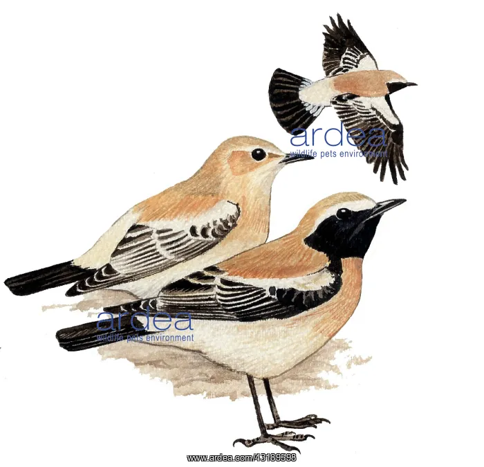 : Desert Wheatear : Desert Wheatear