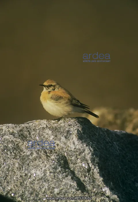 : Desert Wheatear - male resting on a rockS : Desert Wheatear - male resting on a rockS