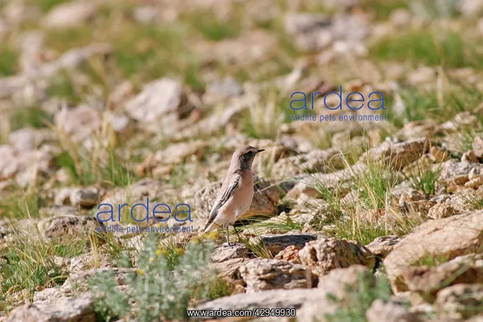 : Desert Wheatear - non-breeding male : Desert Wheatear - non-breeding male