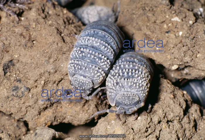 : Desert Woodlice : Desert Woodlice