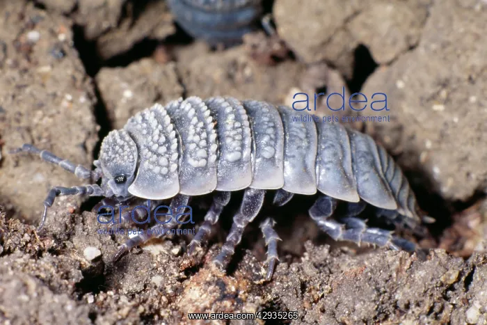 : Desert Woodlouse - side view : Desert Woodlouse - side view