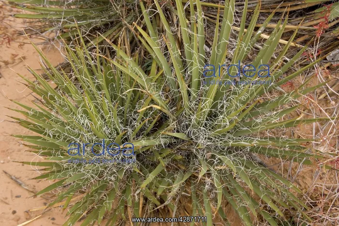 : A desert Yucca : A desert Yucca