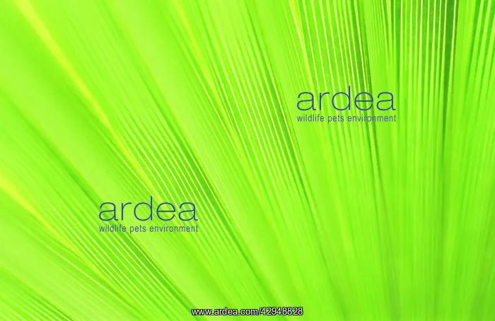 : Desertfanpalm : Desertfanpalm