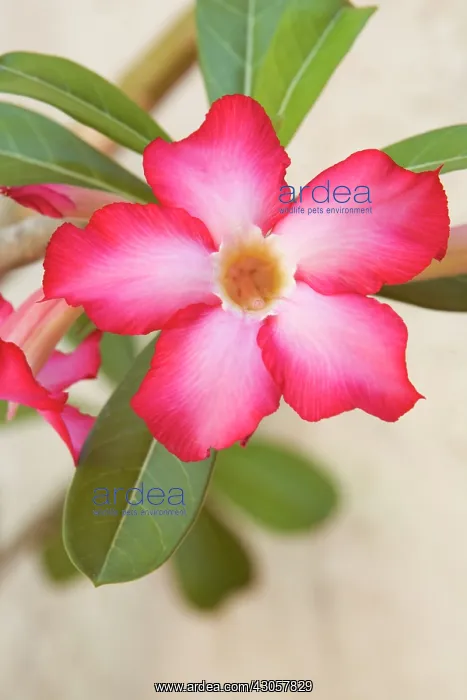 : Desertrose : Desertrose