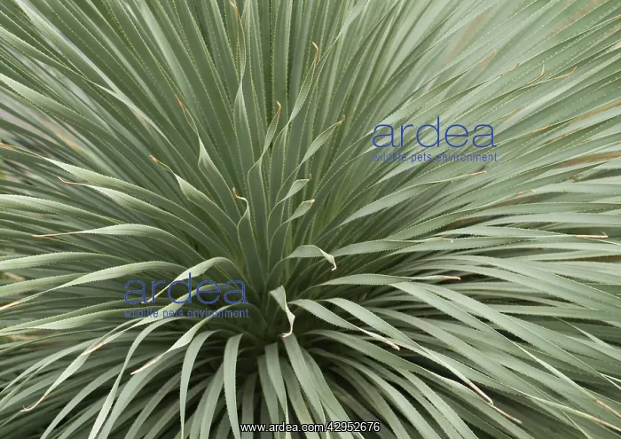 : DesertSpoon : DesertSpoon