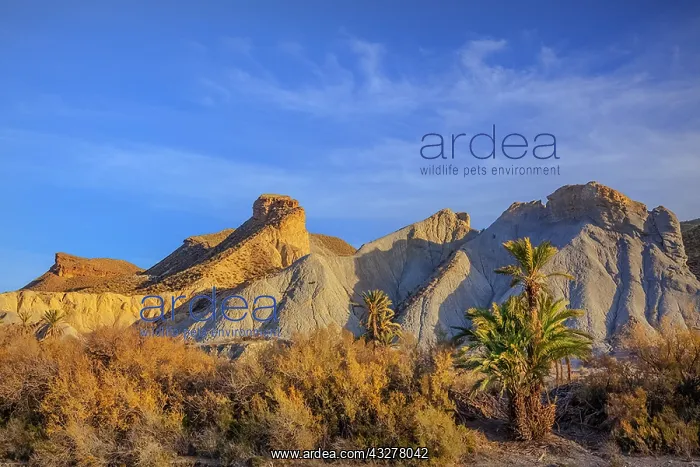 : Desierto Tabernas - badlands and palm trees in the : Desierto Tabernas - badlands and palm trees in the