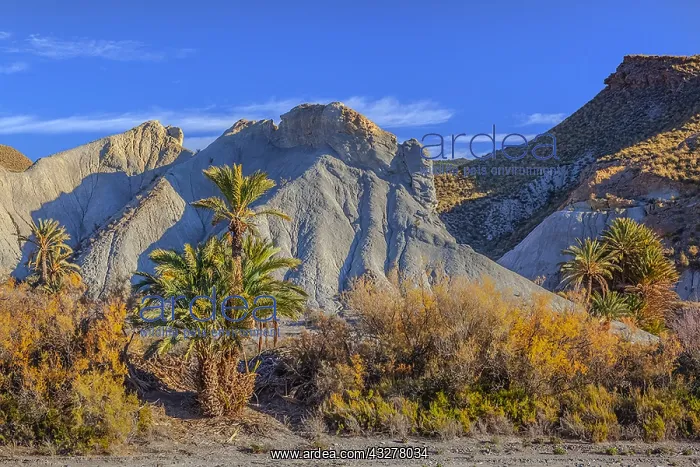: Desierto Tabernas - last light on badlands and palm : Desierto Tabernas - last light on badlands and palm