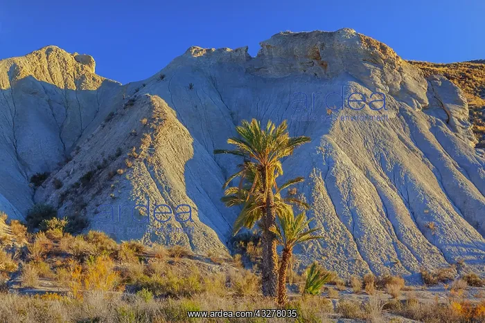 : Desierto Tabernas - last light on badlands and palm : Desierto Tabernas - last light on badlands and palm