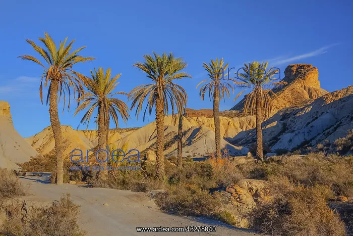 : Desierto Tabernas - last light on badlands and palm : Desierto Tabernas - last light on badlands and palm