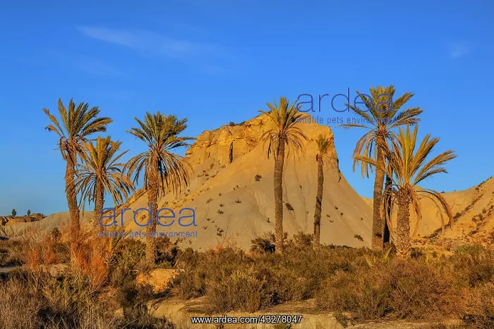 : Desierto Tabernas - last light on badlands and palm : Desierto Tabernas - last light on badlands and palm