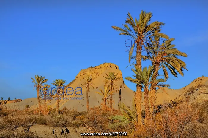 : Desierto Tabernas - last light on badlands and palm : Desierto Tabernas - last light on badlands and palm