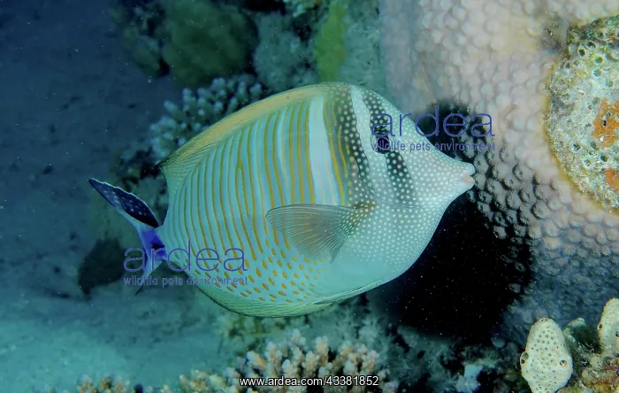 : Desjardin's sailfin tang (Zebrasoma desjardinii) : Desjardin's sailfin tang (Zebrasoma desjardinii)