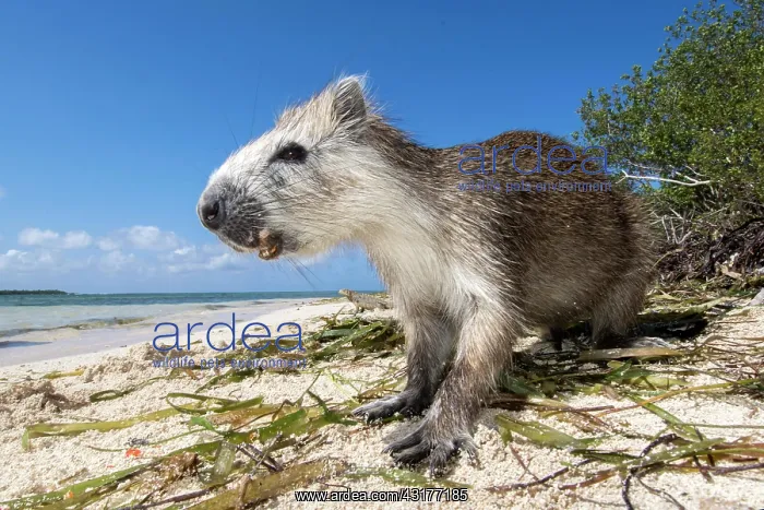 : Desmarest's hutia (Capromys pilorides) on the beach : Desmarest's hutia (Capromys pilorides) on the beach