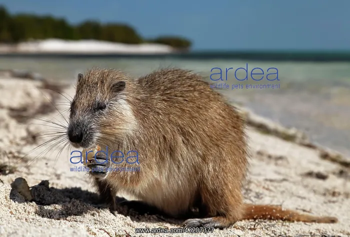 : Desmarest's hutia (Capromys pilorides), on the beach : Desmarest's hutia (Capromys pilorides), on the beach