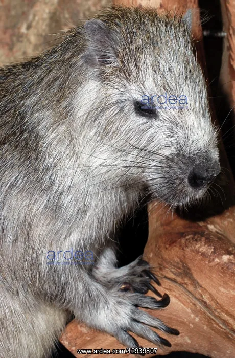 : Desmarest's Hutia - endangered species : Desmarest's Hutia - endangered species