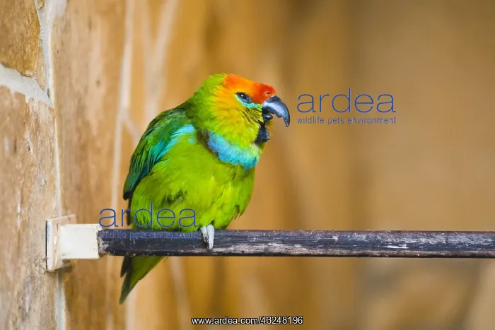 : Desmaret's Fig - Parrot - native of New Guinea : Desmaret's Fig - Parrot - native of New Guinea