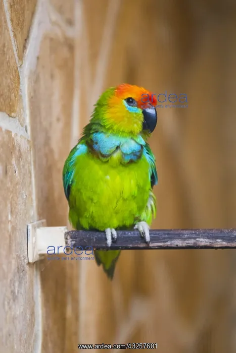 : Desmaret's Fig - Parrot - native of New Guinea Desmaret's : Desmaret's Fig - Parrot - native of New Guinea Desmaret's