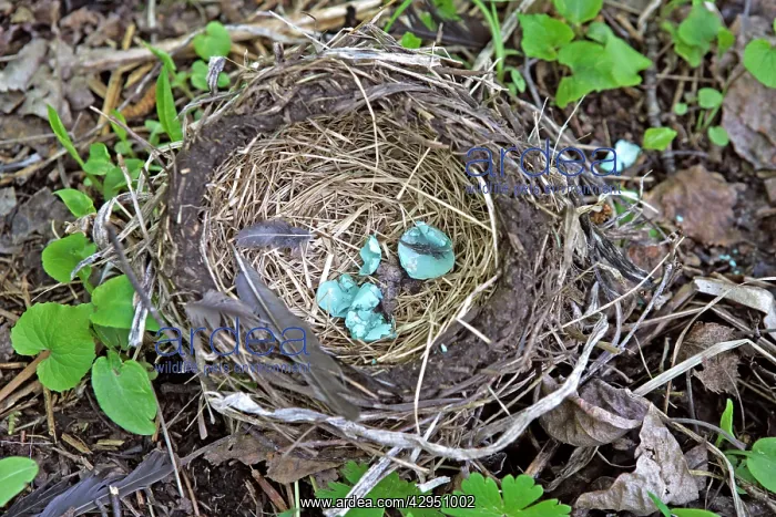 : Destroyed Nest of an American Robin lying on ground : Destroyed Nest of an American Robin lying on ground