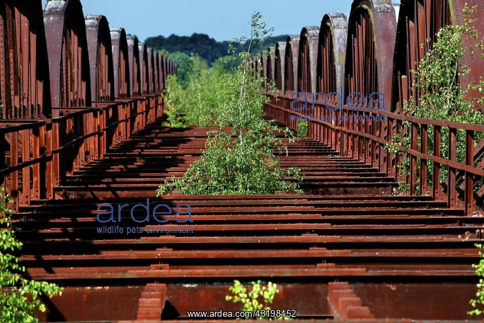 : Destroyed railway bridge over the Elbe, ruin, Elbe : Destroyed railway bridge over the Elbe, ruin, Elbe