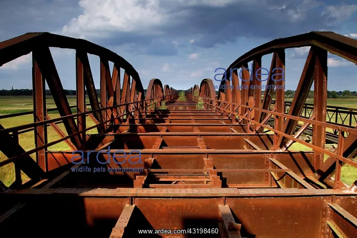: Destroyed railway bridge over the Elbe, ruin, Elbe : Destroyed railway bridge over the Elbe, ruin, Elbe