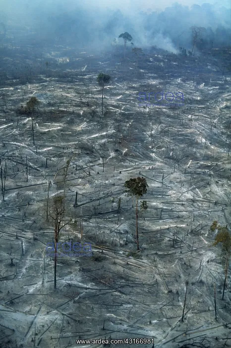 : Destroyed Rainforest : Destroyed Rainforest