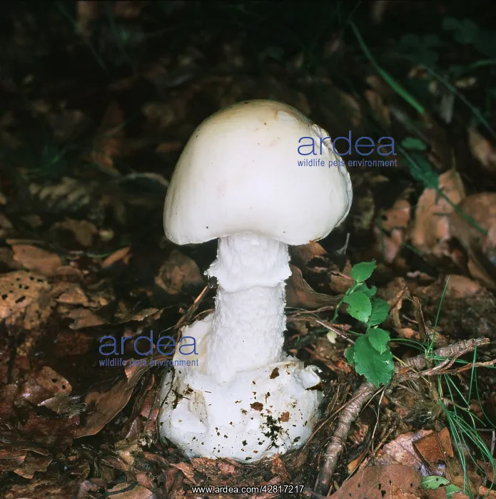 : Destroying Angel Fungi : Destroying Angel Fungi