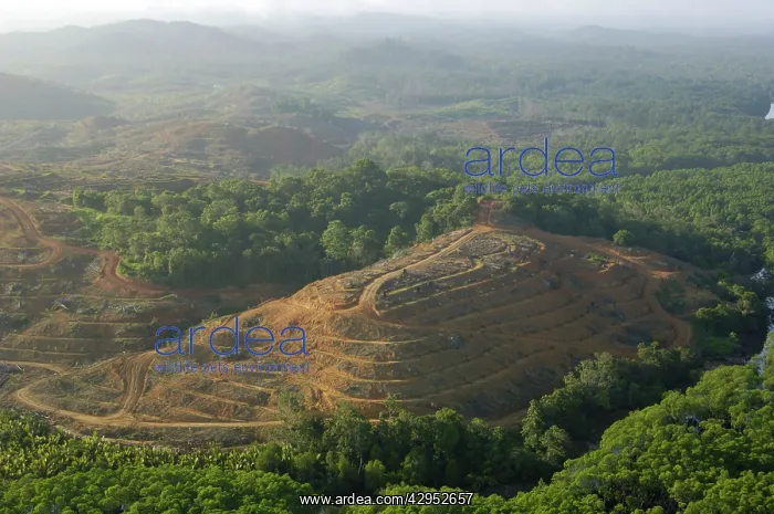 : Destruction of rainforest: preparation for oil-palm : Destruction of rainforest: preparation for oil-palm