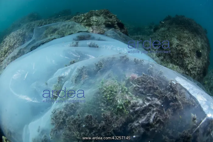 : Destruction of tropical invasive algae (Caulerpa : Destruction of tropical invasive algae (Caulerpa