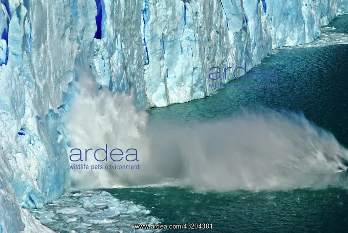 : Detachment of ice. The Perito Moreno Glacier, Los : Detachment of ice. The Perito Moreno Glacier, Los