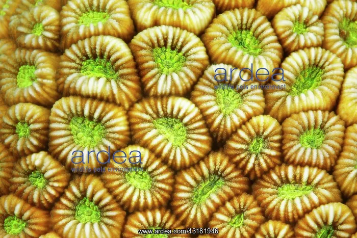 : Detail, Brain coral (Faviidae) Polyps indented : Detail, Brain coral (Faviidae) Polyps indented