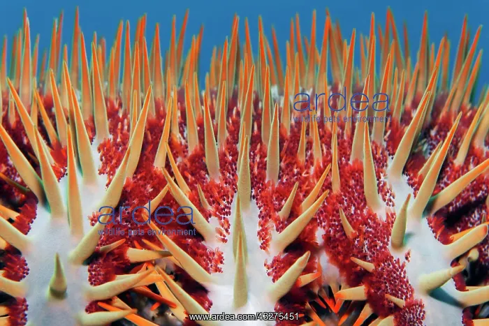 : Detail, crown-of-thorns starfish (Acanthaster planci) : Detail, crown-of-thorns starfish (Acanthaster planci)