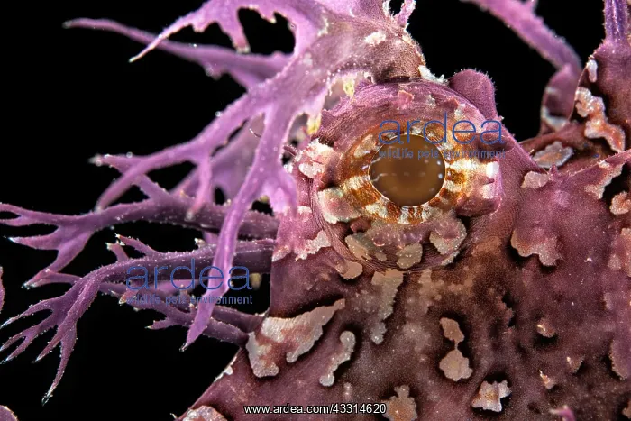 : Detail, eye of Popeyed scorpionfish (Rhinopias frondosa) : Detail, eye of Popeyed scorpionfish (Rhinopias frondosa)