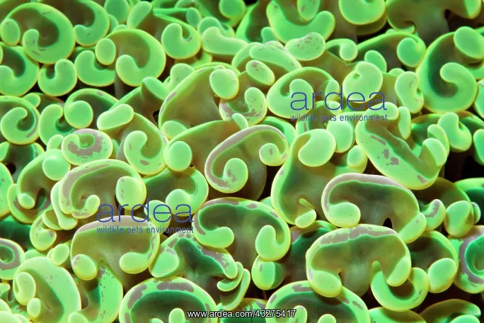 : Detail, hammer coral (Euphyllia ancora), green : Detail, hammer coral (Euphyllia ancora), green